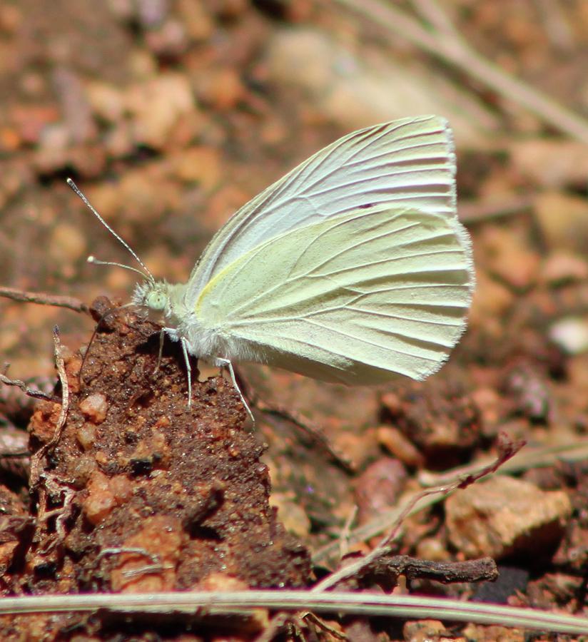 Cabbage moth Photograph by Davis