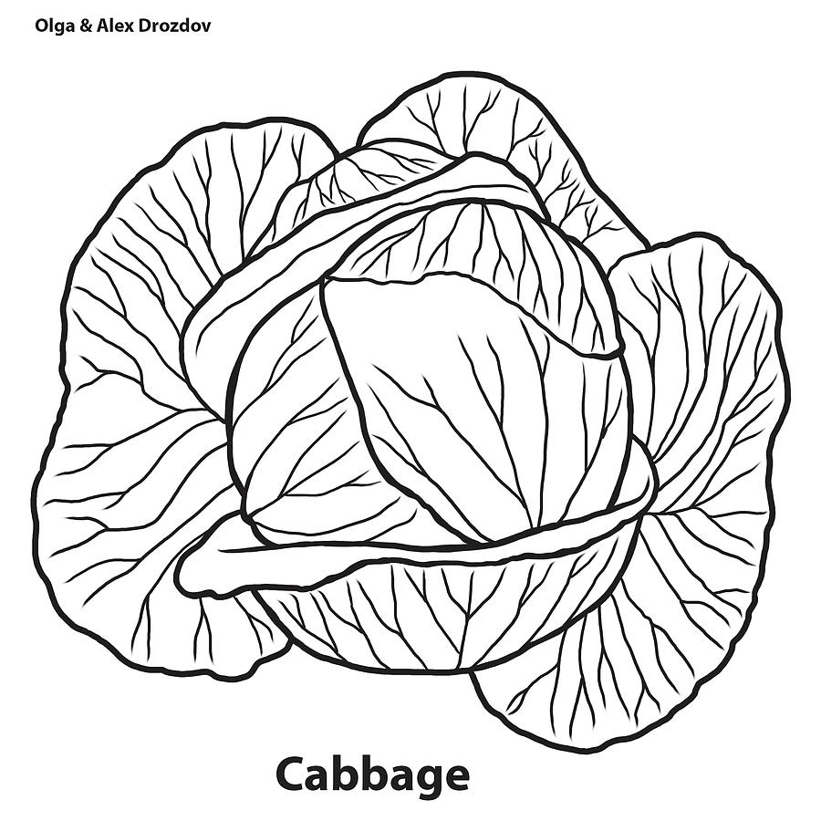 Cabbage Digital Art - Cabbage by Olga And Alexey Drozdov