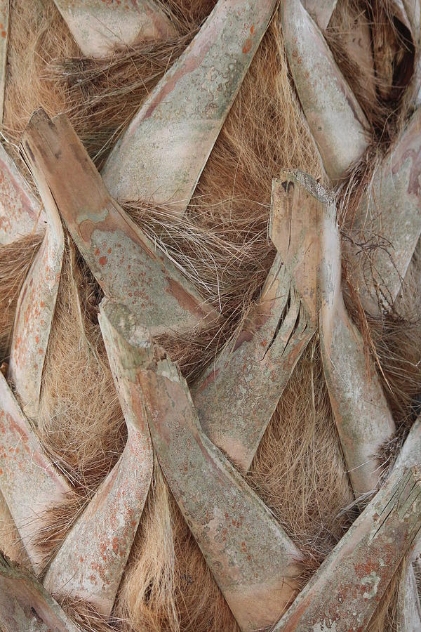 Tree Photograph - Cabbage Palm by Callen Harty Tree Photograph - Cabbage Palm by Callen Harty