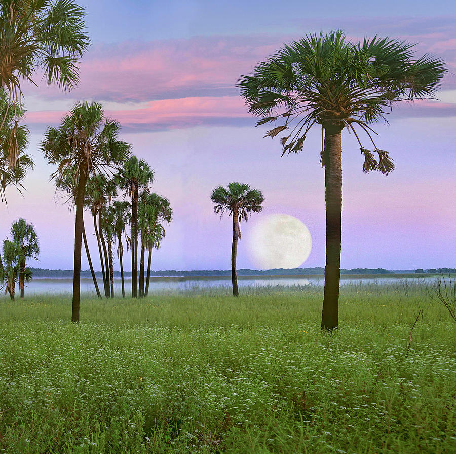 Cabbage Palm Moon Photograph by Tim Fitzharris