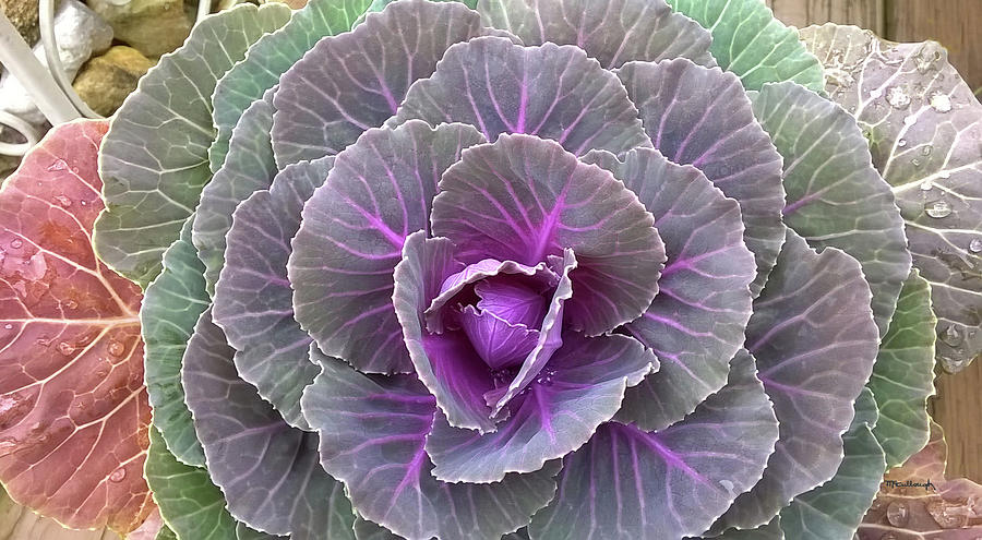 Cabbage Plant Flower Photograph by Duane McCullough