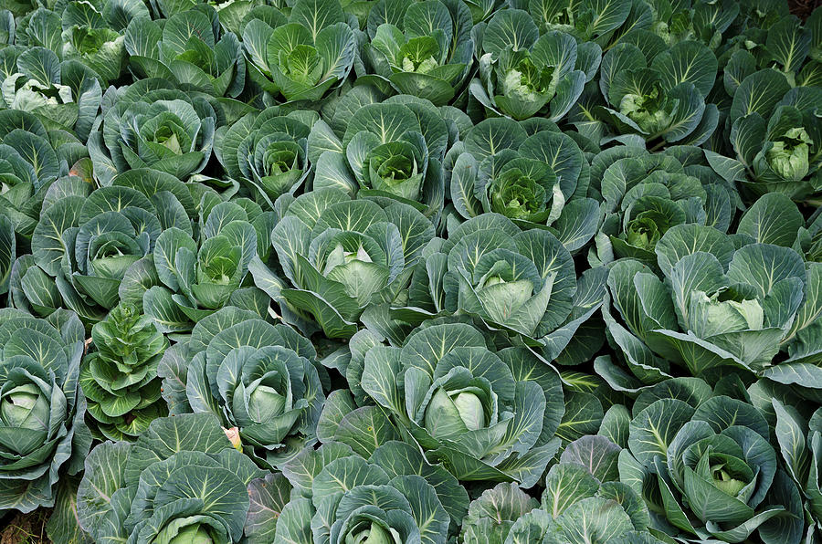 Cabbage Plants In An Organic Farm Photograph by Unknown