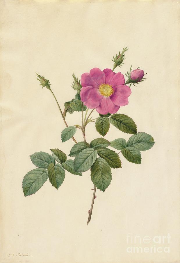 Cabbage Rose Rosa Centifolia Simplex Drawing by Heritage Images