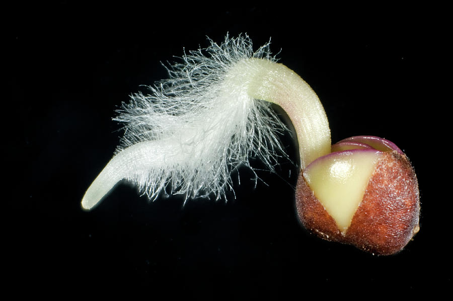 Cabbage Seed Germinating Photograph by Nigel Cattlin