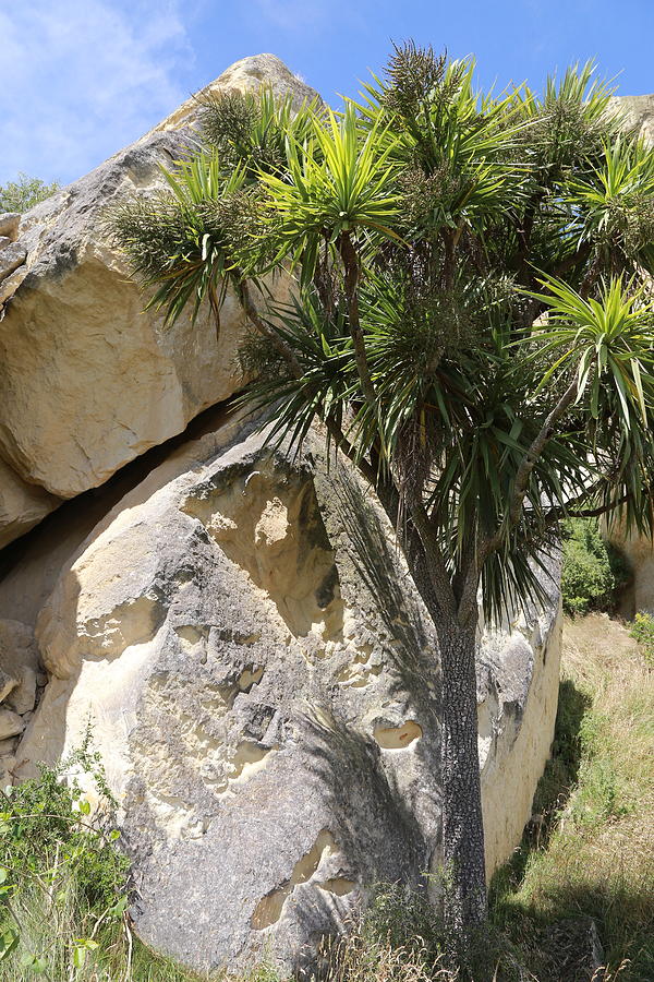 Cabbage Tree and Split Rock by Nareeta Martin Cabbage Tree and Split Rock by Nareeta Martin