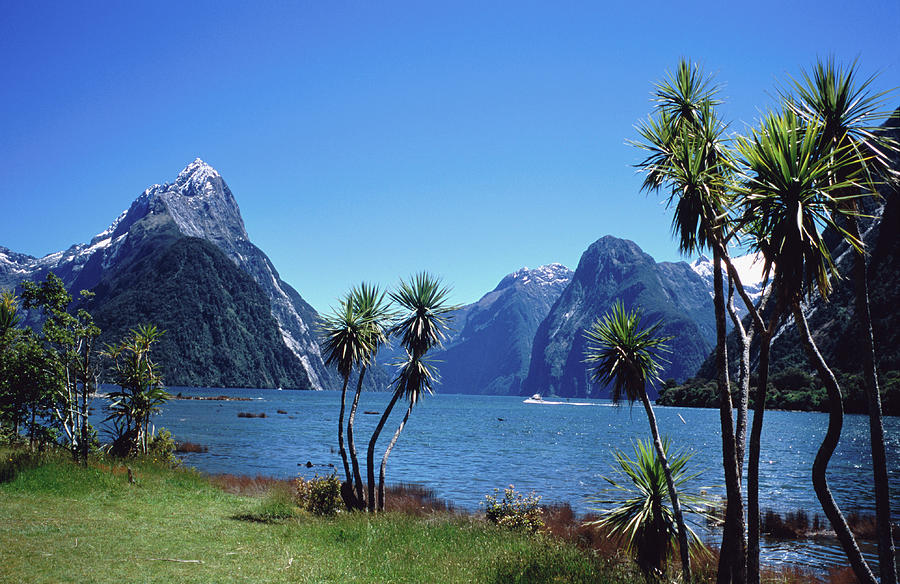 Cabbage Trees At Milford Sound With Photograph by Holger Leue