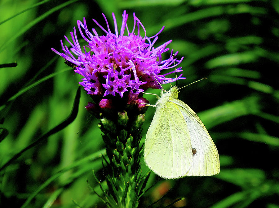 Cabbage White and Purple Photograph by Linda Stern