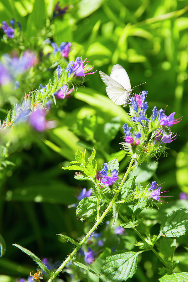 Cabbage White Butterfly On Blue Flowers Of Vipers Bugloss Photograph by Ivan Autet