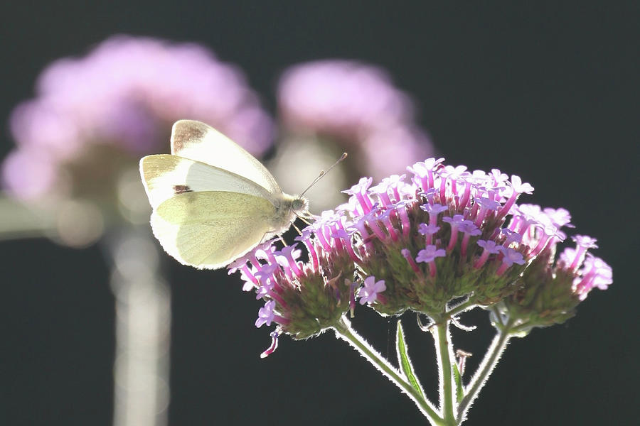 Cabbage White Butterfly On Flower From Patagonian Verbena Photograph by Sonja Zelano