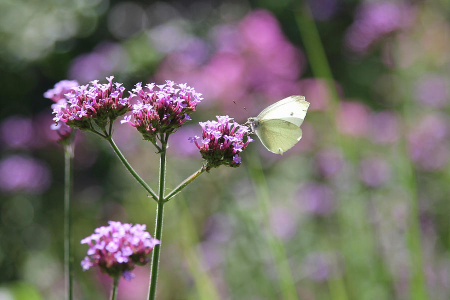 Cabbage White Butterfly On Verbena Bonariensis Flower Photograph by Sonja Zelano