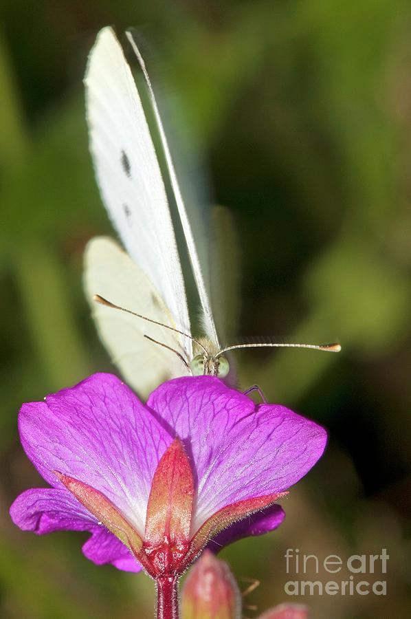Animal Photograph - Cabbage White Butterfly On Willowherb by Dr. John Brackenbury/science Photo Library