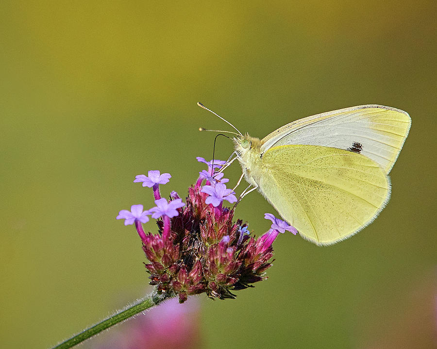 Cabbage White Butterfly by Steve Kaye Cabbage White Butterfly by Steve Kaye