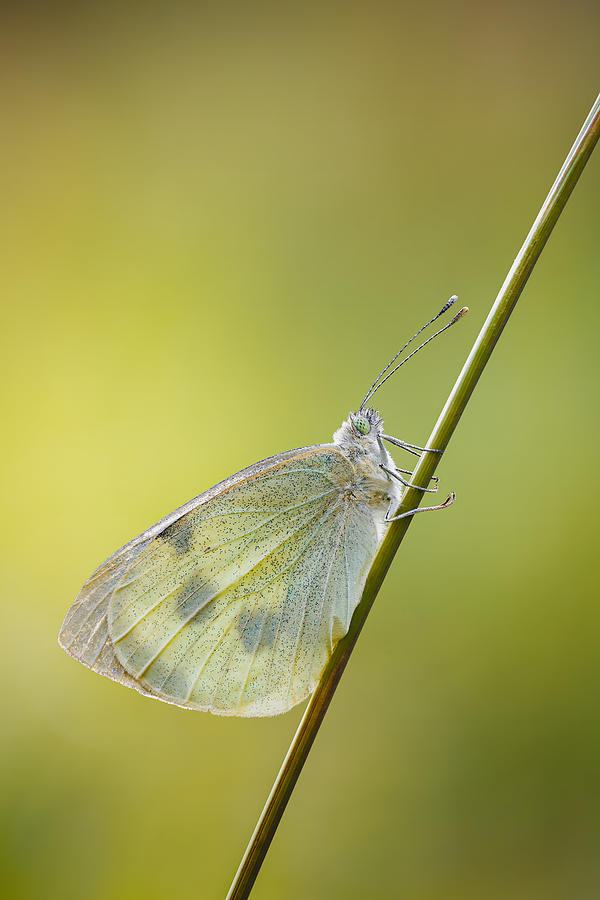 https://images.fineartamerica.com/images/artworkimages/mediumlarge/2/cabbage-white-on-a-straw-magnus-renmyr.jpg