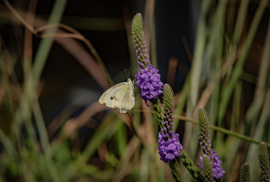 Cabbage White On Purple Photograph by Ray Congrove