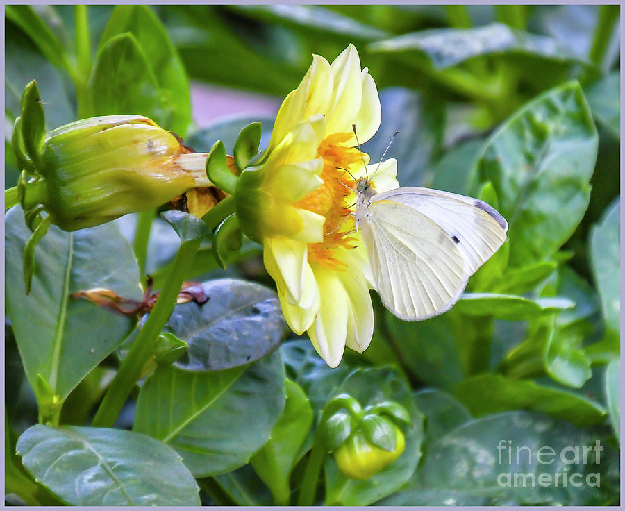 Cabbage Butterfly Photograph by Russell G Hunt