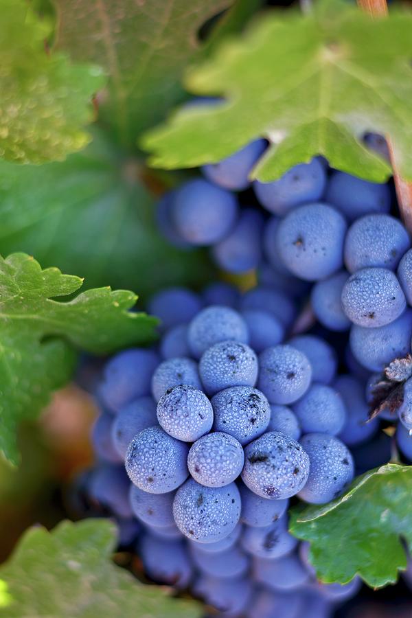Cabernet Sauvignon Grapes On A Vine Photograph by Jalag / Dan Peretz