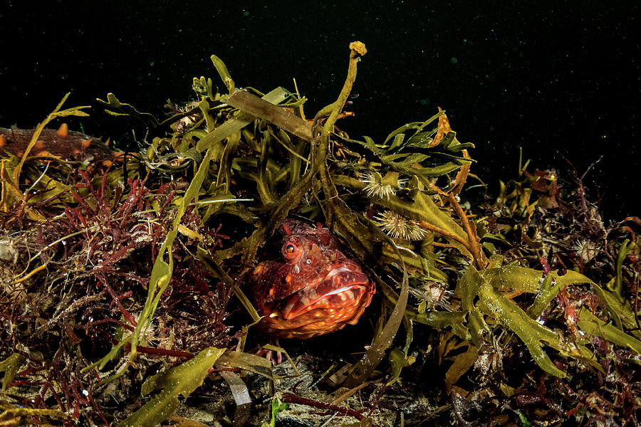 Cabezon Hides Under Seaweeds Off Vancouver Island, British Photograph ...