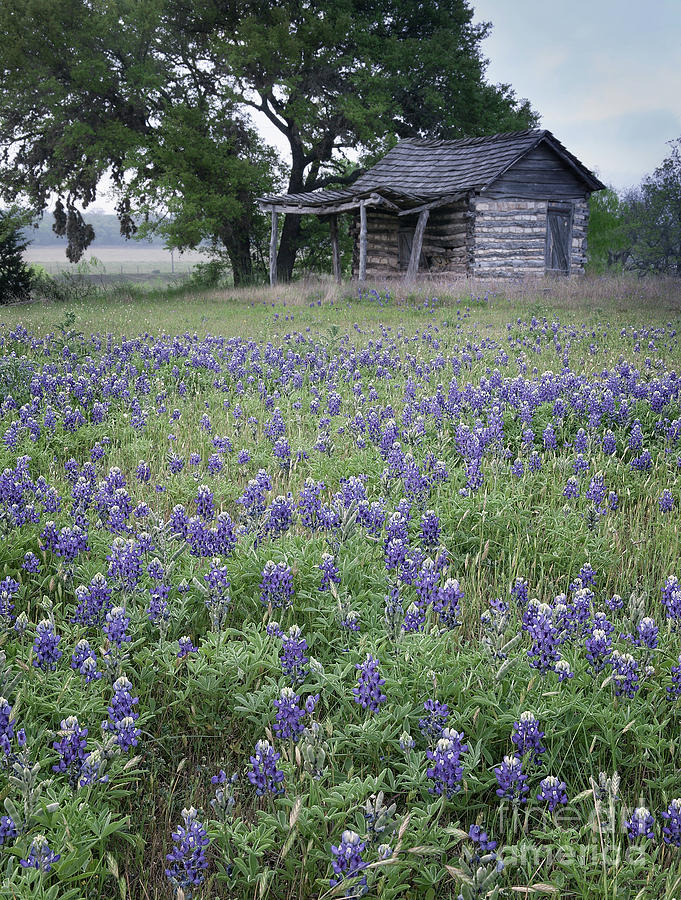 Cabin and Bluebonnets Photograph by Patti Schulze