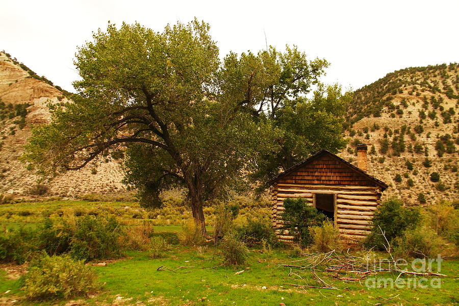 Cabin Next To A Tree Photograph