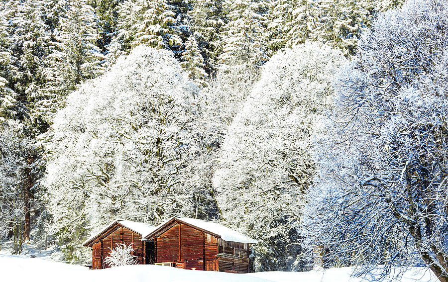 Cabin With Snow Covered Trees Digital Art by Francesco Bergamaschi