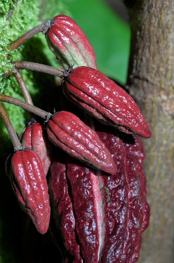Cacao Fruit Photograph by Heidi Fickinger