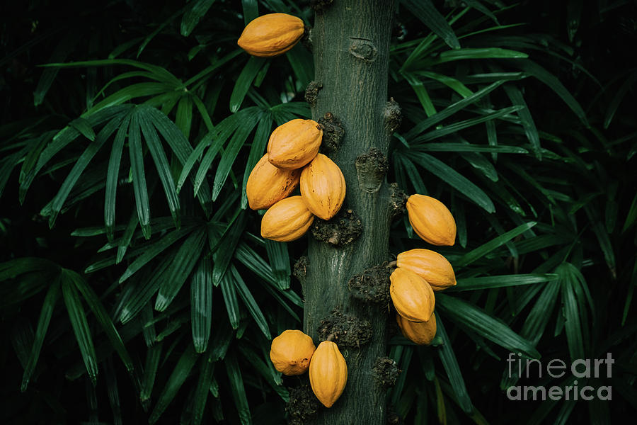Cacao plant in the rainforest Photograph by Marina Usmanskaya