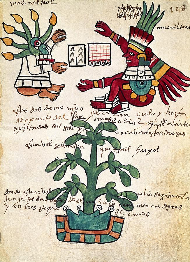 Cacao tree. Page 228 from the Tudela Codex. Written in 1553 with annotations in Castilian. Drawing by Album