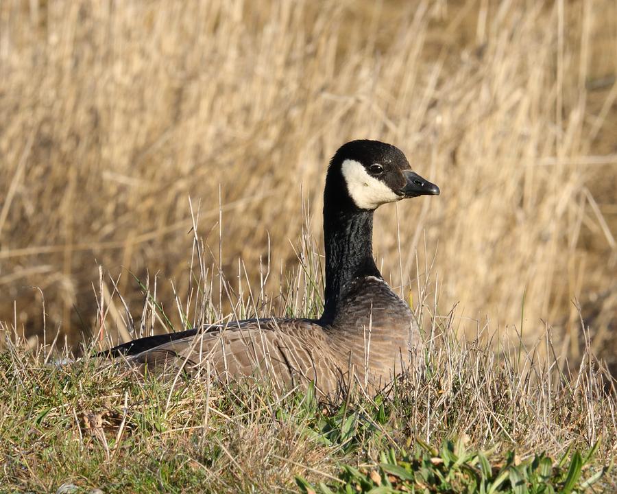 Cackling Goose Photograph by Iina Van Lawick