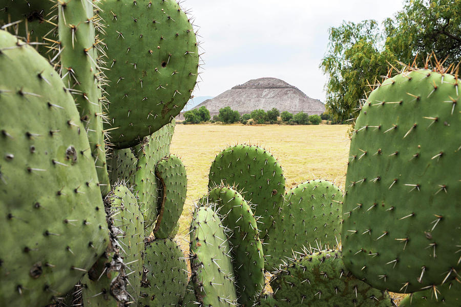Cacti & Pyramid, Teotihuacan, Mexico Digital Art by Jordan Banks