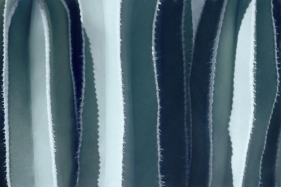 Cacti Abstraction I in Blue Photograph by Leda Robertson