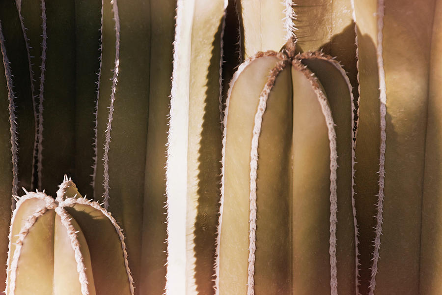 Cacti Abstraction II Photograph by Leda Robertson