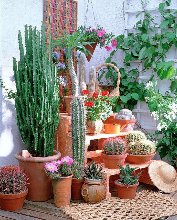 Cacti And Succulents, From Left-ferocactus Gracilis, Euphorbia Photograph by Friedrich Strauss