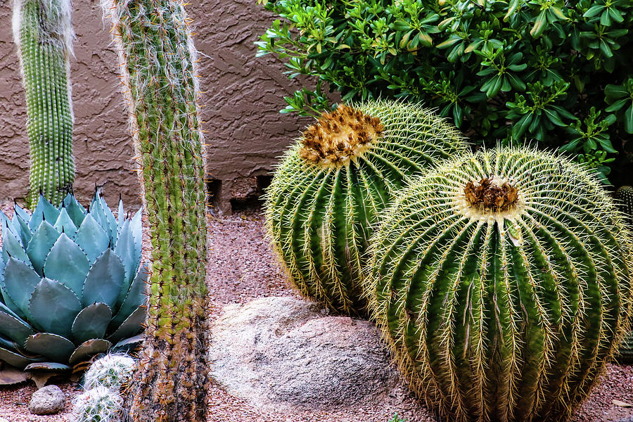 Cacti Arizona Style Photograph by Laura Smith