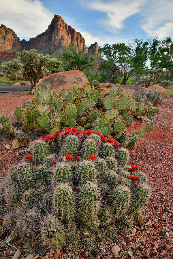 Cacti Bloom in Zion National Park in Utah Photograph by Ray Mathis
