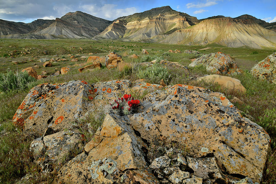 Cacti Bloom Nestled in Book Cliffs Boulder Photograph by Ray Mathis