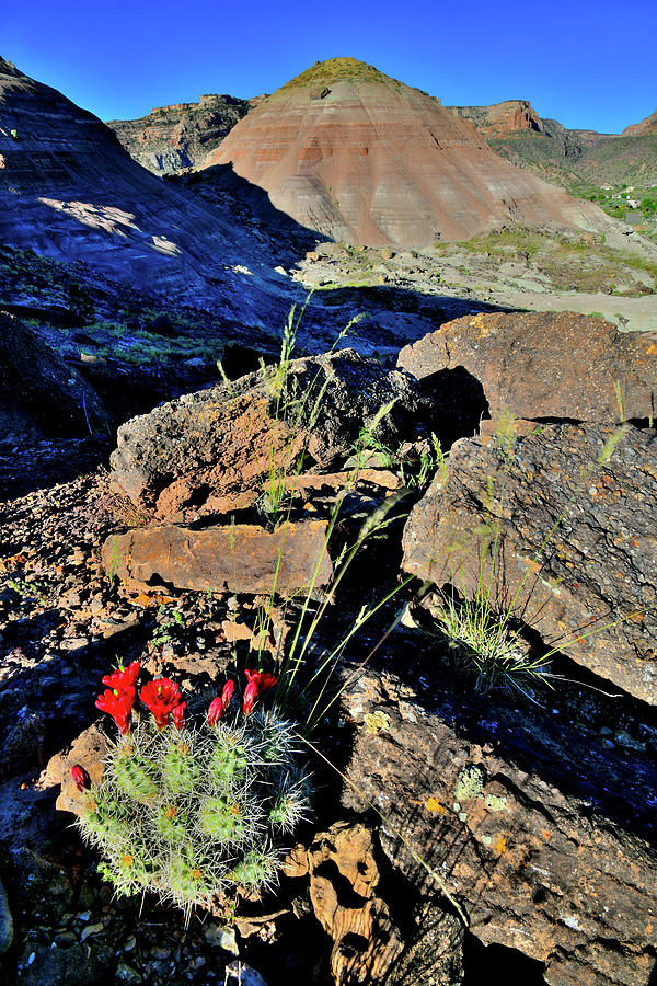 Cacti Bloom on Backside of Ruby Mountain Photograph by Ray Mathis