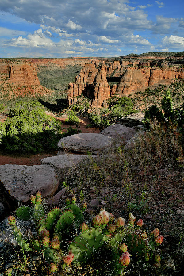 Cacti Bloom on Rim of Colorado National Monument Photograph by Ray Mathis