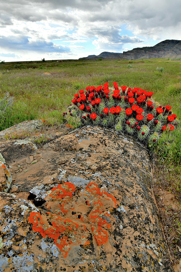 Cacti Blooming at Book Cliffs Photograph by Ray Mathis