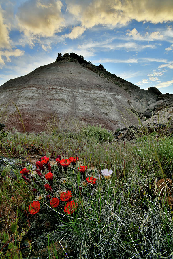 Cacti Blooming Beneath Ruby Mountain Sunset Photograph by Ray Mathis