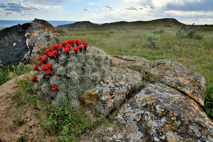 Cacti Blooming in Book Cliffs Desert Photograph by Ray Mathis