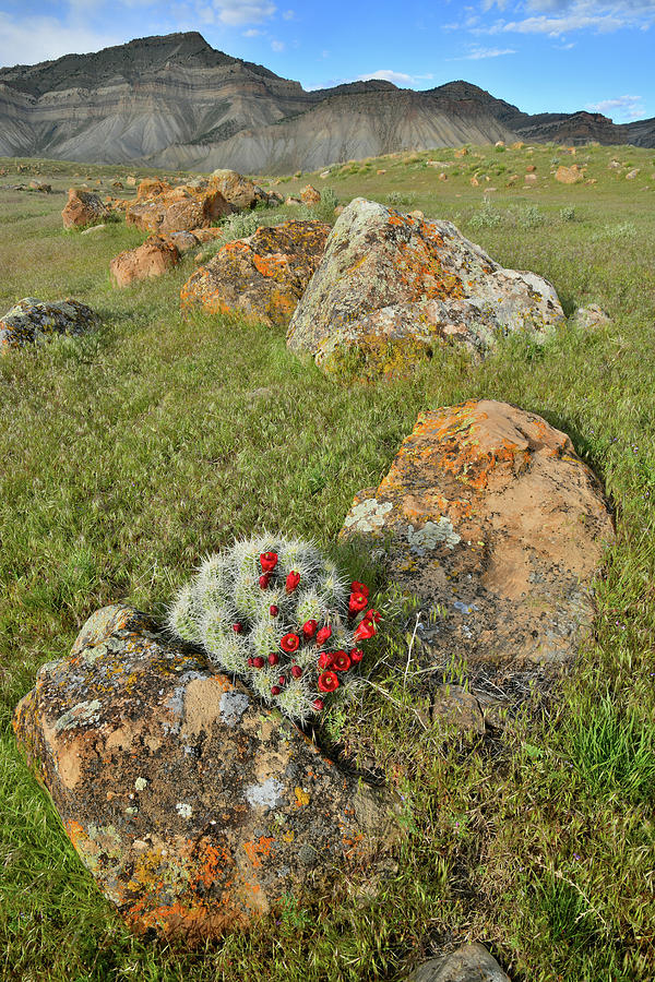 Cacti Blooms at Book Cliffs Photograph by Ray Mathis