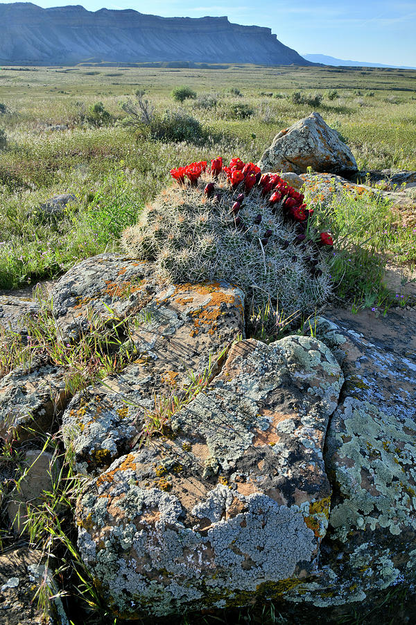 Cacti Blooms atop Book Cliff Boulder Photograph by Ray Mathis