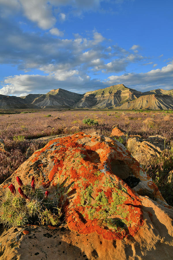 Cacti Blooms Atop Boulder in Book Cliffs Photograph by Ray Mathis