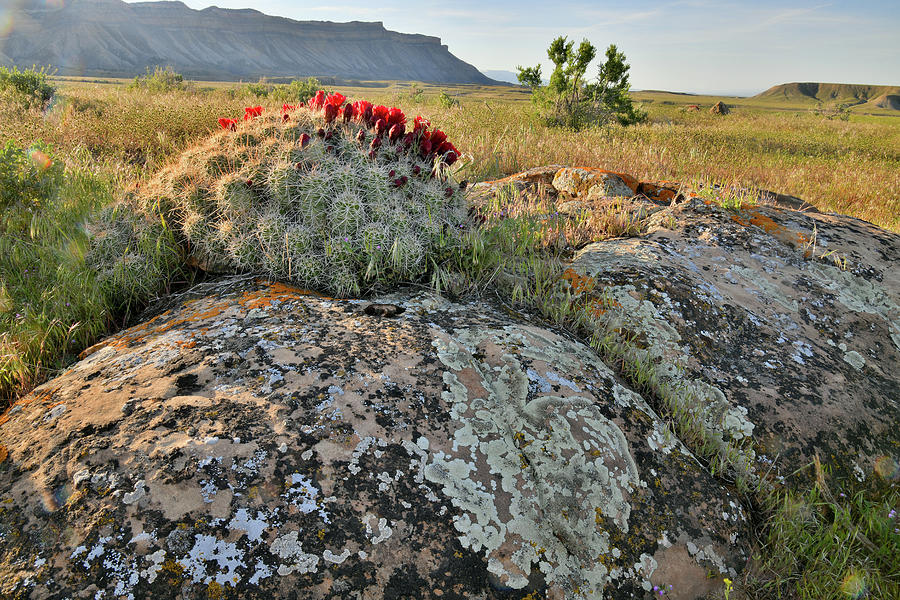 Cacti Blooms Atop Boulders in Book Cliffs Photograph by Ray Mathis