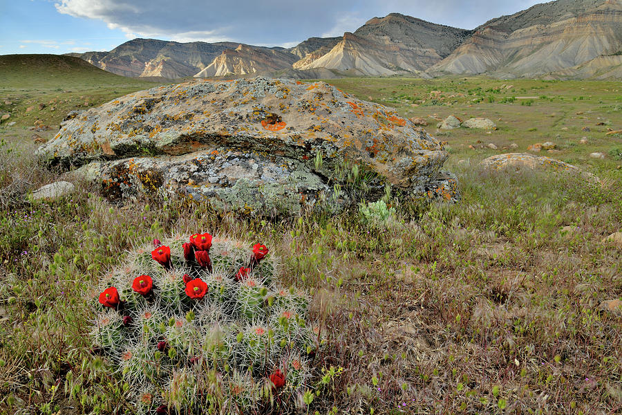 Cacti Blooms in Book Cliffs Desert Photograph by Ray Mathis