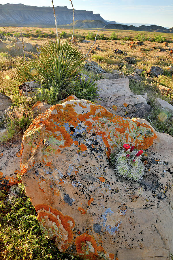 Cacti Blooms in Boulder Pot at Book Cliffs Photograph by Ray Mathis