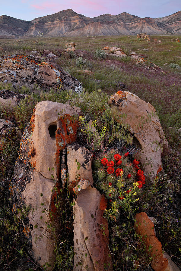 Cacti Blooms on Boulder in Book Cliffs Photograph by Ray Mathis