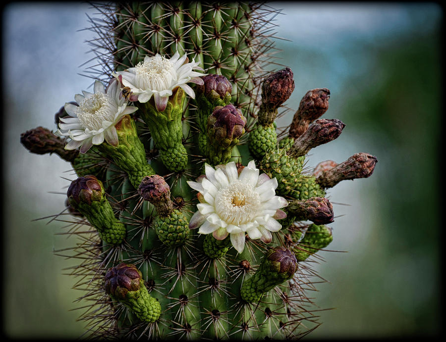 Cacti Bouquet II Photograph by Saija Lehtonen