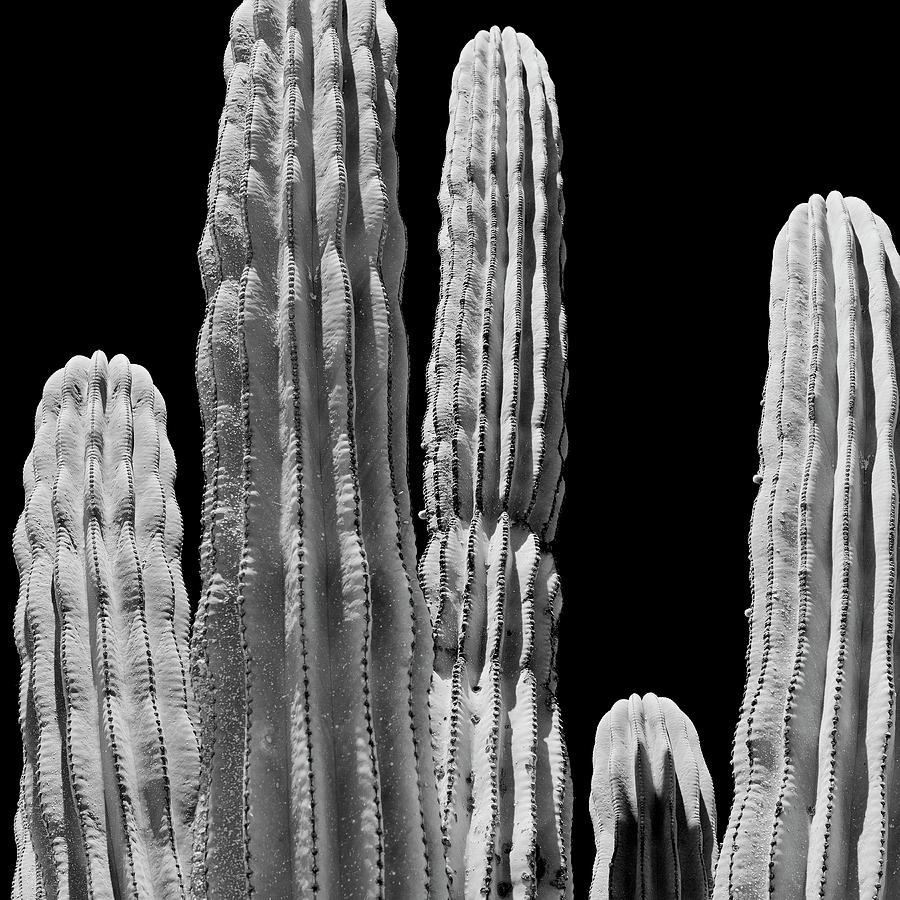 Cacti, Cabo San Lucas, Mexico Digital Art by Pietro Canali