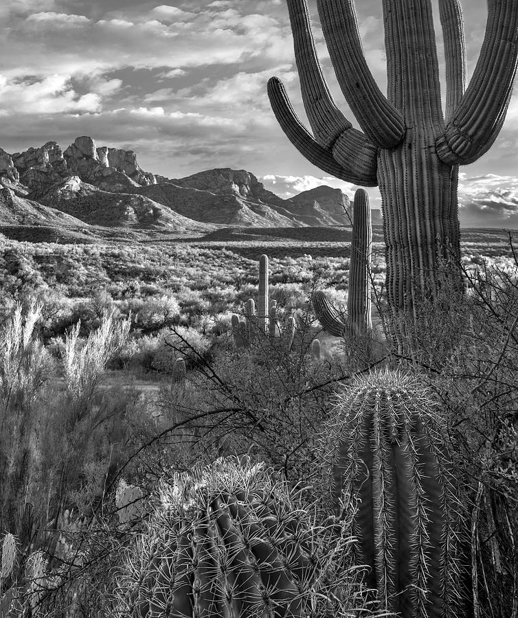 Cacti, Catalina State Park Photograph by Tim Fitzharris